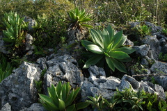 Agave mitis