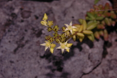 Sedum calcicola