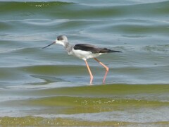 Himantopus himantopus