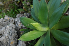 Agave mitis