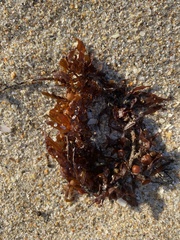 Sargassum fluitans