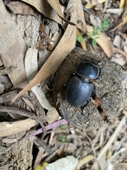 Apterodorcus bacchus