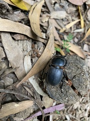 Apterodorcus bacchus