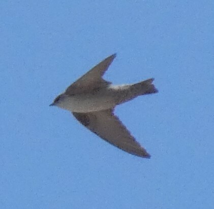 Pale Crag Martin