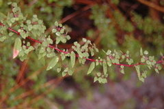 Euphorbia zamudioi