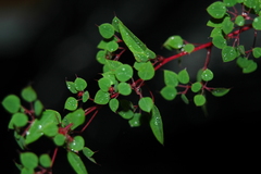Euphorbia zamudioi