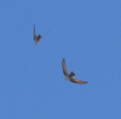 Ptyonoprogne fuligula