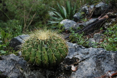 Ferocactus echidne