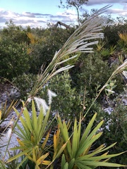Andropogon floridanus