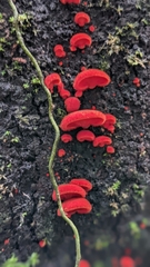 Crepidotus cinnabarinus