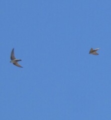 Ptyonoprogne fuligula