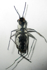 Chaetodera regalis