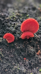 Crepidotus cinnabarinus