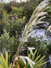Andropogon floridanus