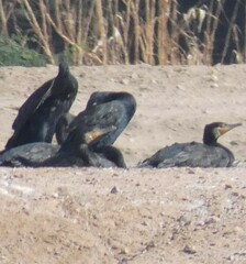 Phalacrocorax carbo