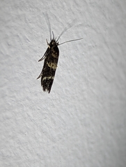 Mompha subbistrigella