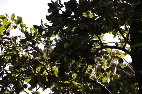 Diospyros californica (Diospyros californica)