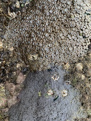 Palythoa mutuki