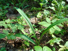 Dactylorhiza fuchsii