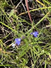 Lobelia flaccida