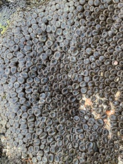 Palythoa mutuki