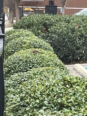 Passer domesticus