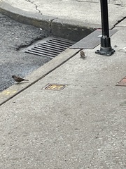 Passer domesticus
