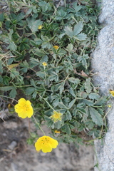 Potentilla cinerea