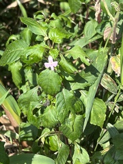 Impatiens hochstetteri