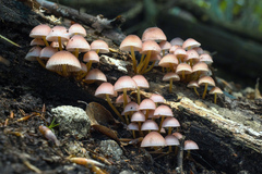 Mycena renati