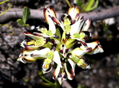 Disa bivalvata