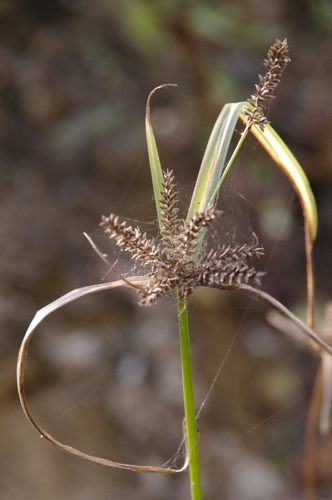 Image of Cyperus pallidicolor by (c) Eric Knight, some rights reserved (CC BY)