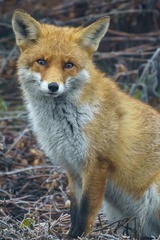 Vulpes vulpes