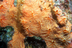 Clathria curacaoensis