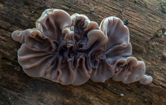 Auricularia mesenterica