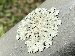 Flavoparmelia caperata