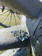 Flavoparmelia caperata