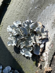 Flavoparmelia caperata