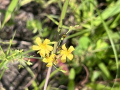 Hypericum aethiopicum