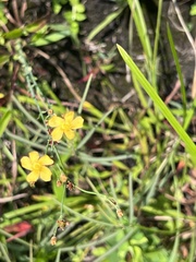 Hypericum aethiopicum