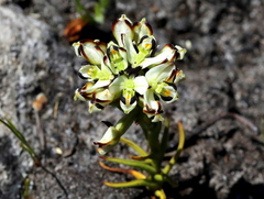Disa bivalvata
