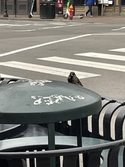 Passer domesticus