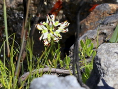 Disa bivalvata