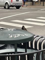 Passer domesticus