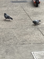 Columba livia