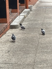 Columba livia