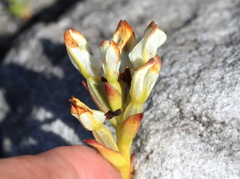 Disa bivalvata