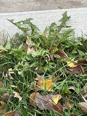Taraxacum officinale
