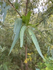 Salix nigra
