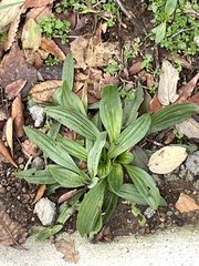 Plantago lanceolata